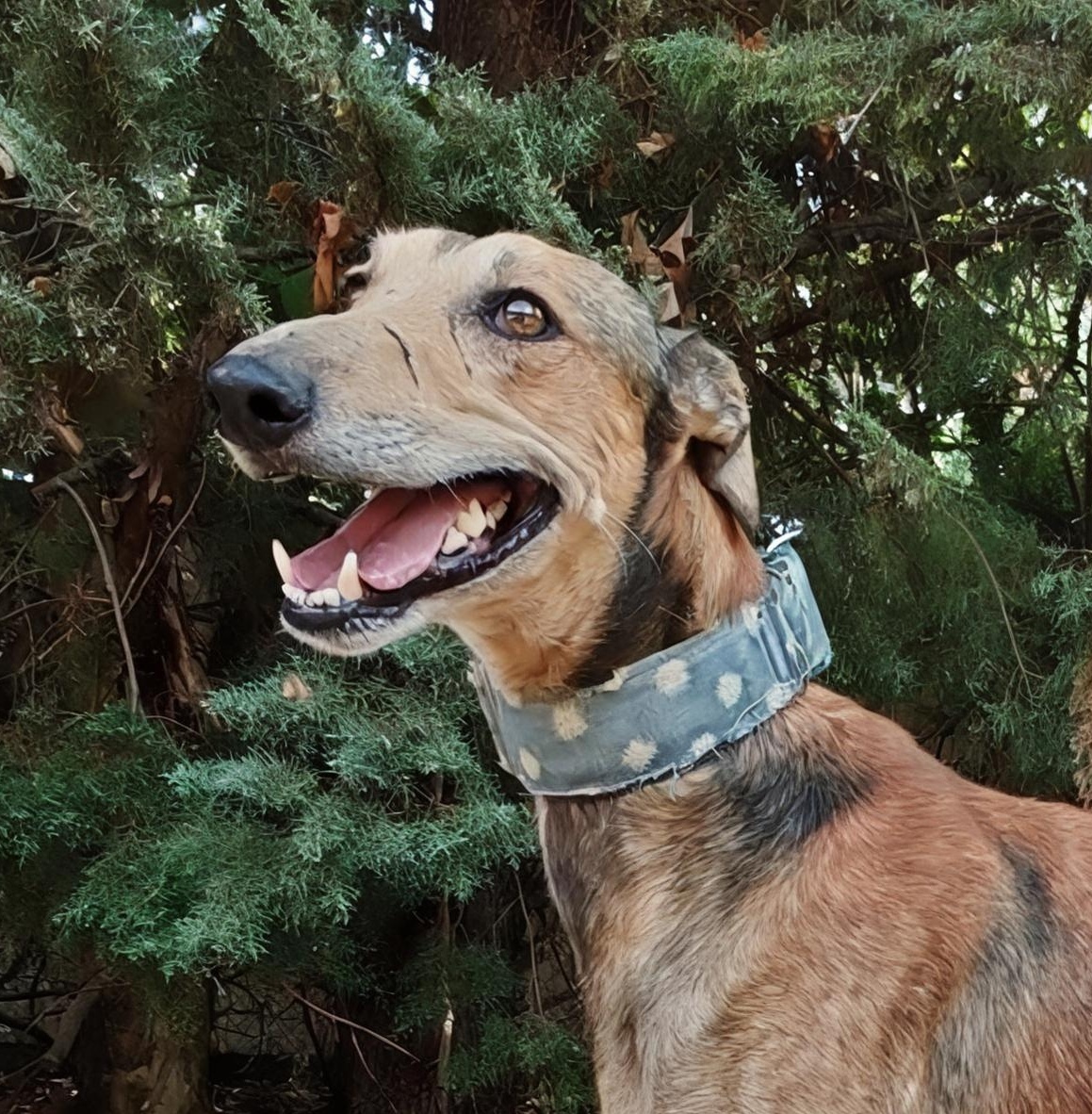 CARA